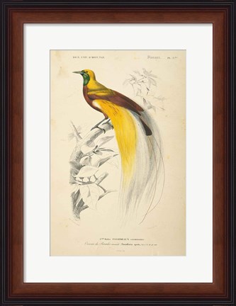 Framed Oiseaux de Paradis Print