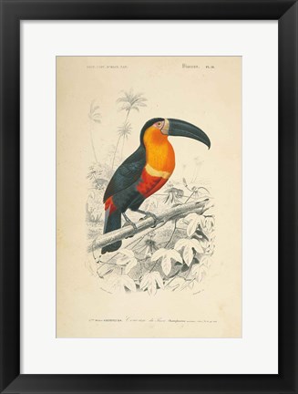 Framed Toucan du Para Print