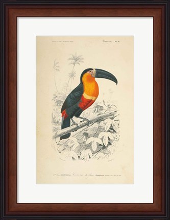 Framed Toucan du Para Print