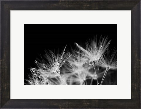 Framed Dandelion Dewdrops II Print