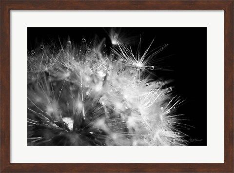 Framed Dandelion Dewdrops I Print