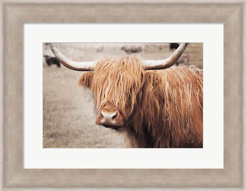 Framed Scottish Highland Cattle I Neutral Print