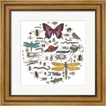 Framed Insect Circle II Bright v2 Print