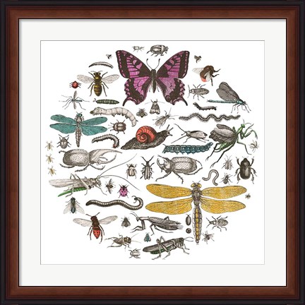 Framed Insect Circle II Bright v2 Print