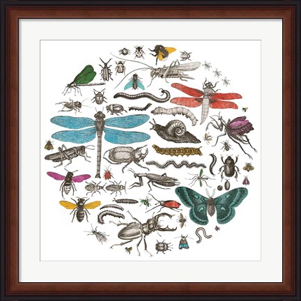 Framed Insect Circle I Bright v2 Print