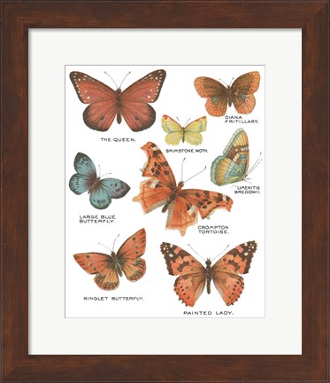 Framed Botanical Butterflies Postcard IV White Print