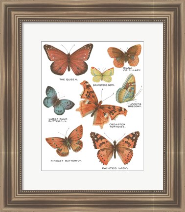 Framed Botanical Butterflies Postcard IV White Print