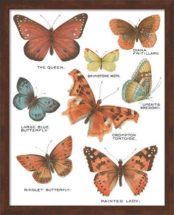 Framed Botanical Butterflies Postcard IV White Print