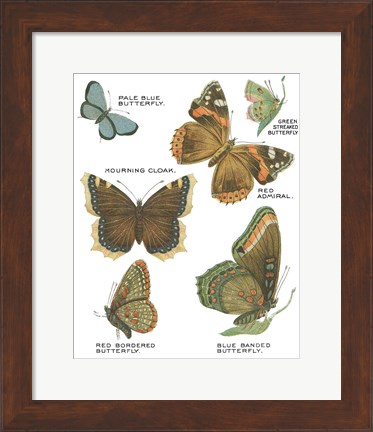 Framed Botanical Butterflies Postcard III White Print