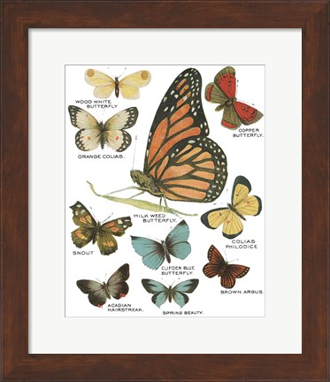 Framed Botanical Butterflies Postcard II White Print