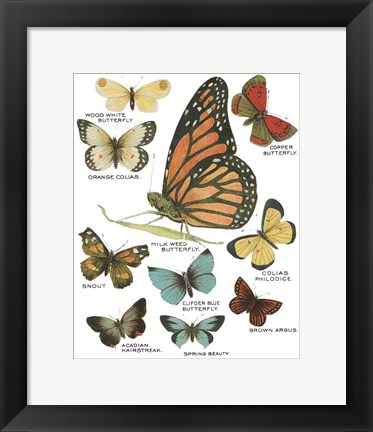 Framed Botanical Butterflies Postcard II White Print