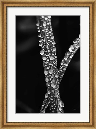 Framed Water Droplets Print