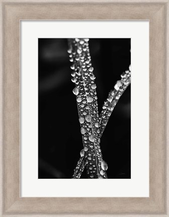 Framed Water Droplets Print