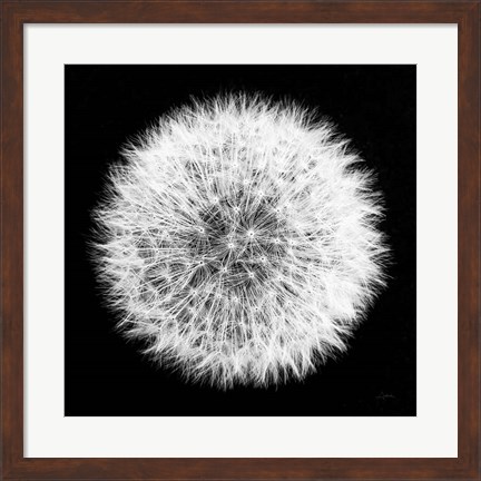 Framed Dandelion on Black I Print