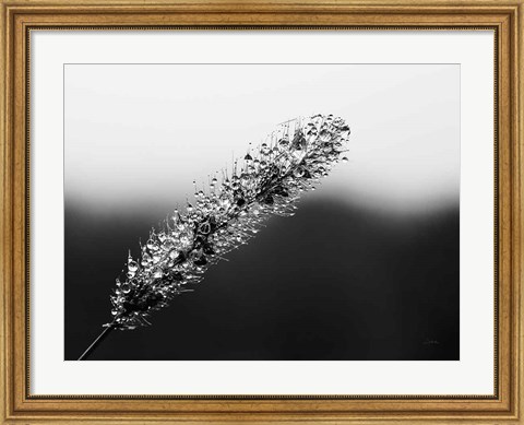 Framed Seeds and Water II Print