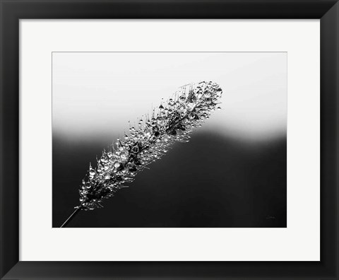 Framed Seeds and Water II Print