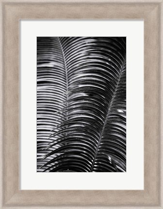 Framed Tropical III Print