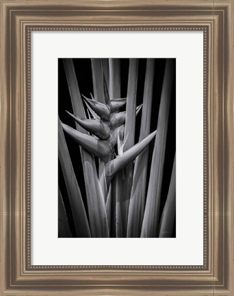 Framed Tropical I Print