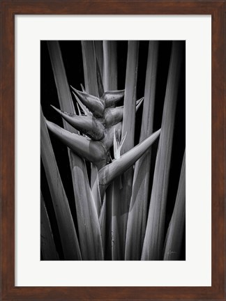 Framed Tropical I Print