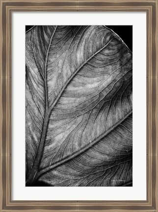 Framed Elephant Ear II Print