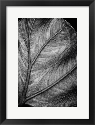 Framed Elephant Ear II Print