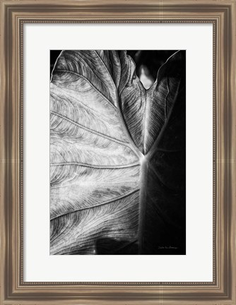 Framed Elephant Ear I Print