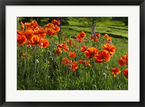 Framed Shampers Bluff Poppies Print