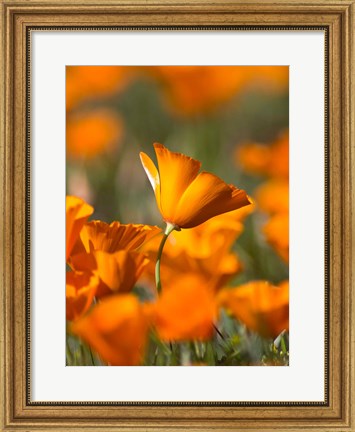 Framed Detail Of Golden California Poppy In Antelope Valley Print