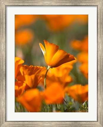 Framed Detail Of Golden California Poppy In Antelope Valley Print