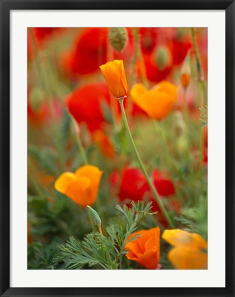 Framed California Golden Poppies and Corn Poppies, Washington State Print