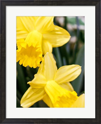 Framed Daffodil Bundle, New York City Print