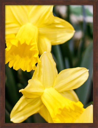 Framed Daffodil Bundle, New York City Print