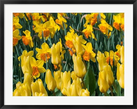 Framed Yellow Tulips Print