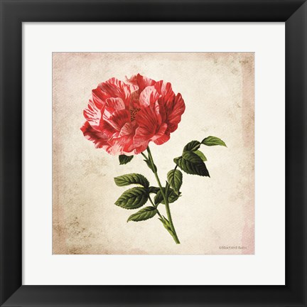 Framed Vintage Bicolor Red Rose Print