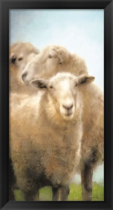 Framed Three Sheep Portrait Print