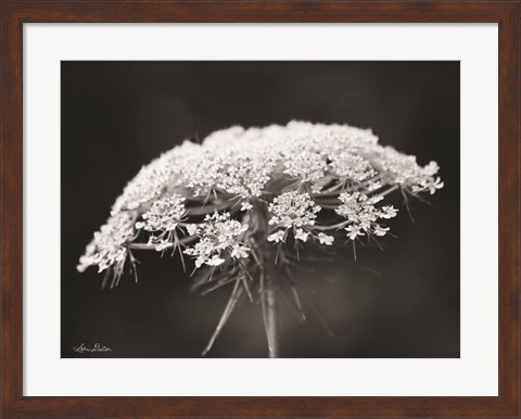 Framed Queen Anne&#39;s Lace Print