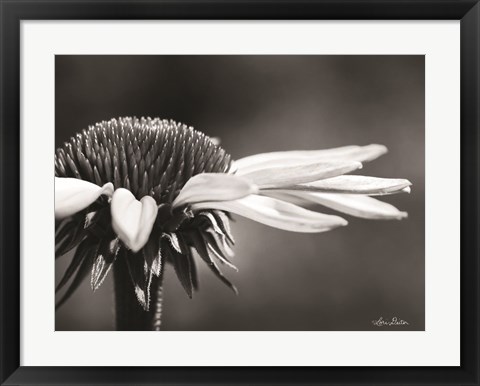 Framed Coneflower Print