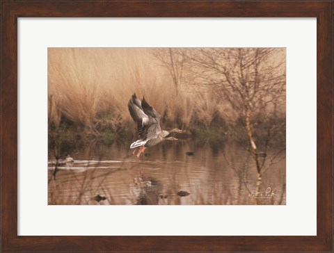 Framed Fly Away Print