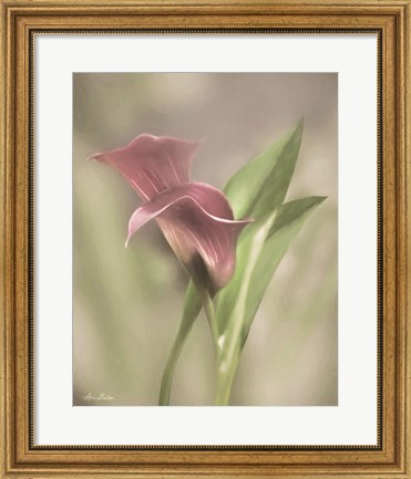 Framed Pink Calla Lily Print