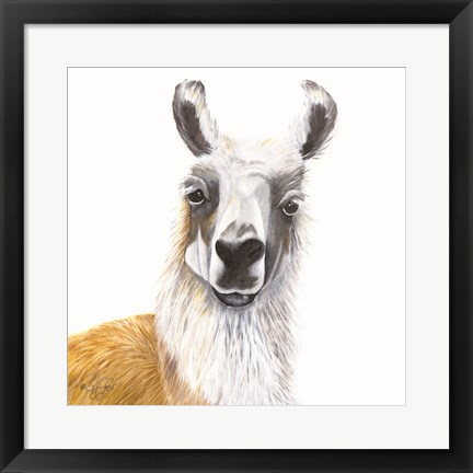 Framed Alpaca Print