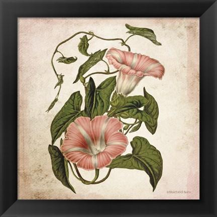 Framed Vintage Trumpet Vine Print