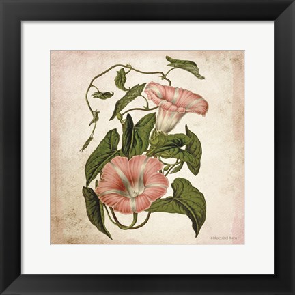 Framed Vintage Trumpet Vine Print