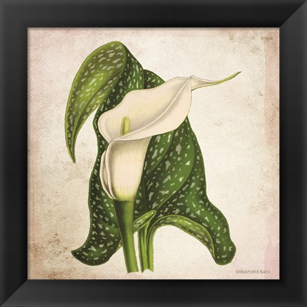 Framed Vintage Calla Lily Print