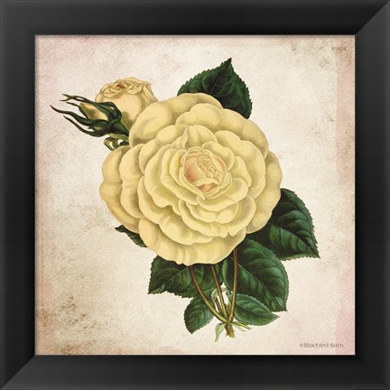 Framed Vintage Cream Rose Print