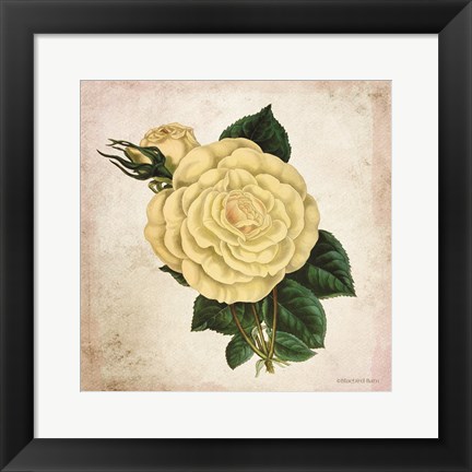 Framed Vintage Cream Rose Print