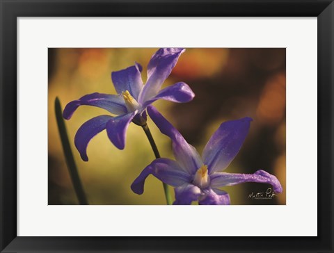 Framed Chionodoxa II Print