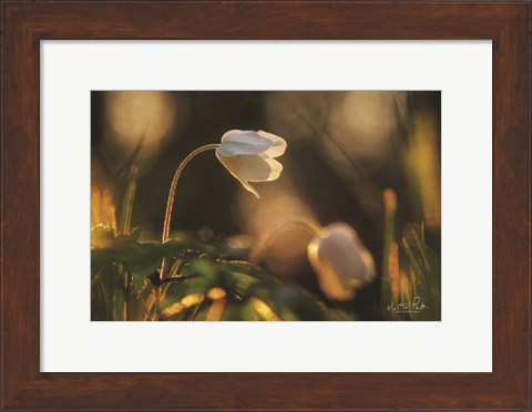 Framed Anemone Print