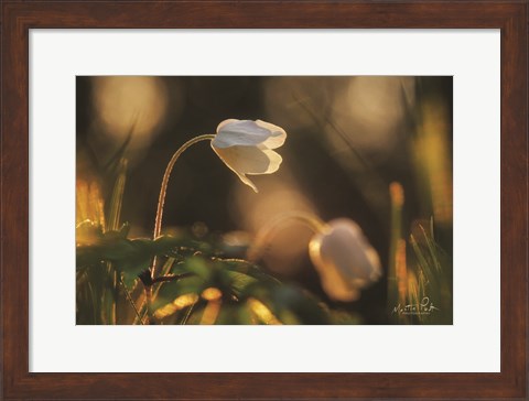 Framed Anemone Print