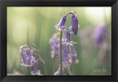 Framed Bluebell II Print