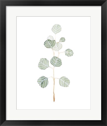 Framed Soft Eucalyptus Branch II Print